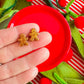 Glitter Christmas Studs | Clay Earrings
